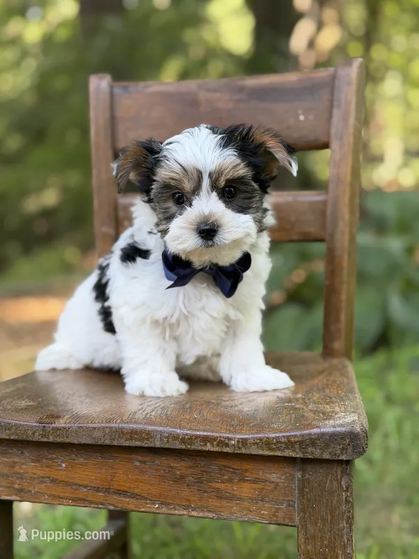 Maxwell – Yorkshire Terrier, Biewer puppy for sale in Paducah, KY