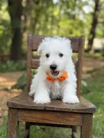 Polar, a male Scottish Terrier and West Highland White Terrier for sale in Paducah, KY – 2 of 10