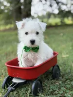AKC Green , a male West Highland White Terrier for sale in Paducah, KY – 4 of 9