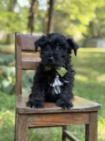 Ripley , a male Scottish Terrier and West Highland White Terrier for sale in Paducah, KY – 2 of 9