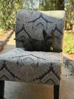 Cabo, a male Scottish Terrier and West Highland White Terrier for sale in Paducah, KY – 4 of 10