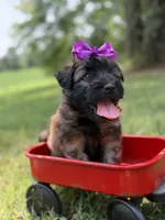 AKC Purple , a female Soft Coated Wheaten Terrier for sale in Paducah, KY – 3 of 8