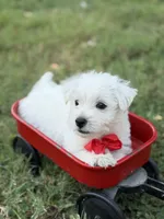Red, a male Scottish Terrier and West Highland White Terrier for sale in Paducah, KY – 9 of 10