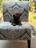 Cora, a female Scottish Terrier and West Highland White Terrier for sale in Paducah, KY – 10 of 10