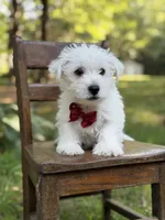 Ringo, a male Scottish Terrier and West Highland White Terrier for sale in Paducah, KY – 7 of 7