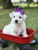 Purple, a female Scottish Terrier and West Highland White Terrier for sale in Paducah, KY – 2 of 10