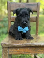 Blue, a male Scottish Terrier and West Highland White Terrier for sale in Paducah, KY – 7 of 7