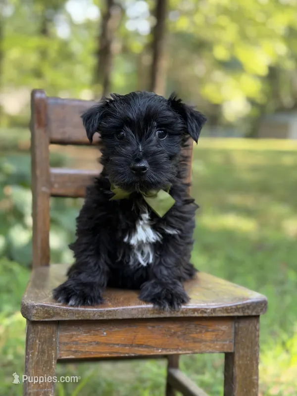 Ripley  – Scottish Terrier, West Highland White Terrier puppy for sale in Paducah, KY