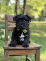 Ripley , a male Scottish Terrier and West Highland White Terrier for sale in Paducah, KY – 1 of 9
