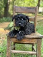 Ripley , a male Scottish Terrier and West Highland White Terrier for sale in Paducah, KY – 6 of 9