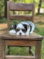Maxwell, a male Yorkshire Terrier and Biewer for sale in Paducah, KY – 6 of 10