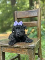 Purple, a female Scottish Terrier and West Highland White Terrier for sale in Paducah, KY – 2 of 10