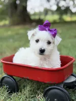 Purple, a female Scottish Terrier and West Highland White Terrier for sale in Paducah, KY – 5 of 10