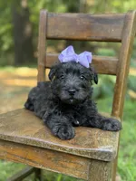 Purple, a female Scottish Terrier and West Highland White Terrier for sale in Paducah, KY – 10 of 10