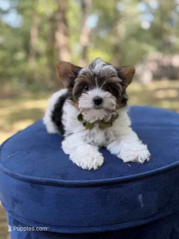 Maddox – Yorkshire Terrier, Biewer puppy for sale in Paducah, KY