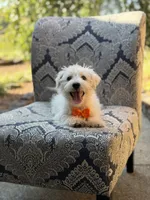 Polar, a male Scottish Terrier and West Highland White Terrier for sale in Paducah, KY – 5 of 9