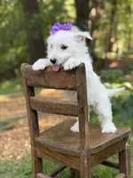 Regina , a female Scottish Terrier and West Highland White Terrier for sale in Paducah, KY – 8 of 10