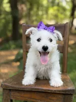 Regina , a female Scottish Terrier and West Highland White Terrier for sale in Paducah, KY – 10 of 10