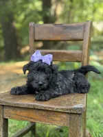 Purple, a female Scottish Terrier and West Highland White Terrier for sale in Paducah, KY – 8 of 10