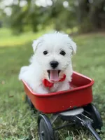 Red, a male Scottish Terrier and West Highland White Terrier for sale in Paducah, KY – 2 of 10