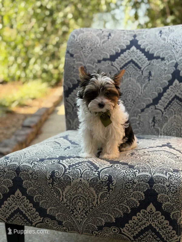 Maddox – Yorkshire Terrier, Biewer puppy for sale in Paducah, KY
