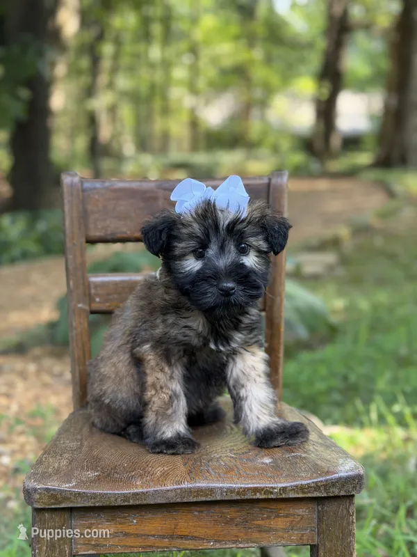AKC Silver – Soft Coated Wheaten Terrier puppy for sale in Paducah, KY