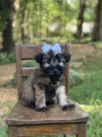 AKC Sylvia , a female Soft Coated Wheaten Terrier for sale in Paducah, KY – 1 of 10