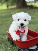 Red, a male Scottish Terrier and West Highland White Terrier for sale in Paducah, KY – 3 of 10