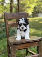 Maxwell, a male Yorkshire Terrier and Biewer for sale in Paducah, KY – 5 of 10