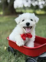 Red, a male Scottish Terrier and West Highland White Terrier for sale in Paducah, KY – 8 of 10
