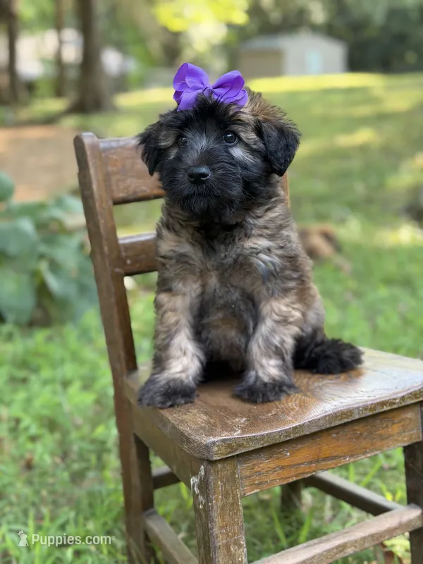AKC Purple  – Soft Coated Wheaten Terrier puppy for sale in Paducah, KY