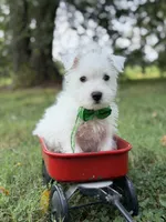 AKC Green , a male West Highland White Terrier for sale in Paducah, KY – 7 of 9