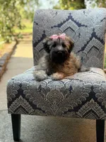 AKC Sophie, a female Soft Coated Wheaten Terrier for sale in Paducah, KY – 10 of 10