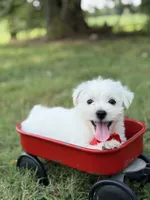 Red, a male Scottish Terrier and West Highland White Terrier for sale in Paducah, KY – 4 of 10