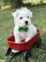 AKC Green , a male West Highland White Terrier for sale in Paducah, KY – 8 of 9