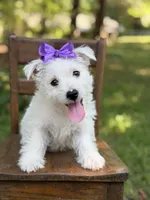 Regina , a female Scottish Terrier and West Highland White Terrier for sale in Paducah, KY – 2 of 10