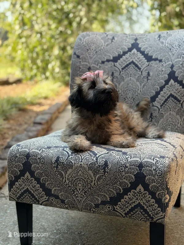AKC Sophie – Soft Coated Wheaten Terrier puppy for sale in Paducah, KY