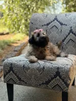 AKC Sophie, a female Soft Coated Wheaten Terrier for sale in Paducah, KY – 1 of 10