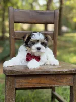Mason, a male Yorkshire Terrier and Biewer for sale in Paducah, KY – 7 of 10