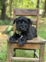 Ripley , a male Scottish Terrier and West Highland White Terrier for sale in Paducah, KY – 3 of 9