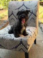 Riley, a male Scottish Terrier and West Highland White Terrier for sale in Paducah, KY – 9 of 10