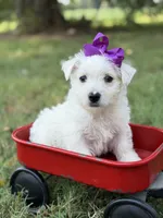 Purple, a female Scottish Terrier and West Highland White Terrier for sale in Paducah, KY – 7 of 10