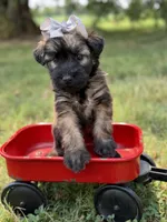 AKC Silver, a female Soft Coated Wheaten Terrier for sale in Paducah, KY – 2 of 7