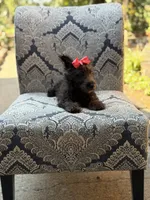 Cora, a female Scottish Terrier and West Highland White Terrier for sale in Paducah, KY – 7 of 10