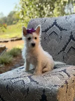 Regina , a female Scottish Terrier and West Highland White Terrier for sale in Paducah, KY – 4 of 10