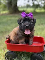 AKC Purple , a female Soft Coated Wheaten Terrier for sale in Paducah, KY – 5 of 8
