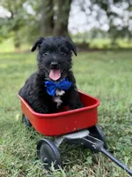 Blue , a male Scottish Terrier and West Highland White Terrier for sale in Paducah, KY – 3 of 7