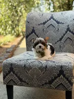 Maddox, a male Yorkshire Terrier and Biewer for sale in Paducah, KY – 9 of 10