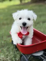 Red, a male Scottish Terrier and West Highland White Terrier for sale in Paducah, KY – 7 of 10