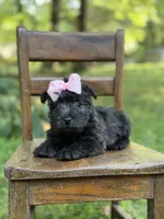 Pink, a female Scottish Terrier and West Highland White Terrier for sale in Paducah, KY – 7 of 10